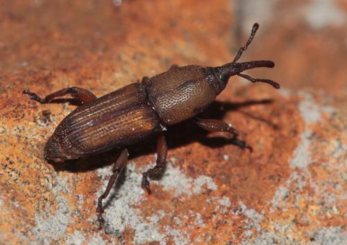 Réf. 107 065 : Sitophilus sp.
