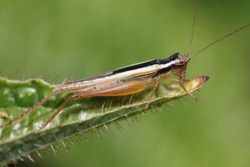 Euscyrtus bivittatus
