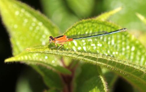 Ischnura senegalensis