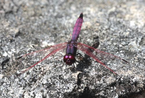 Trithemis annulata