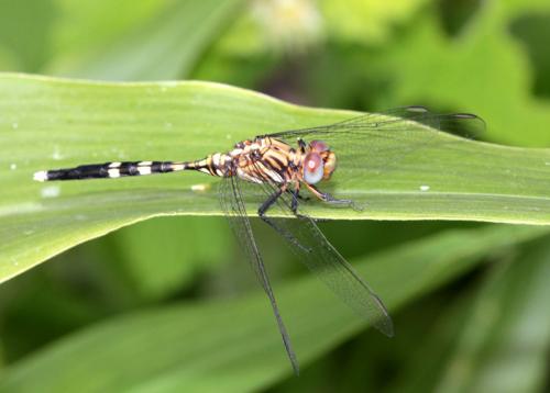 Réf. 107 672 : Orthetrum sp.