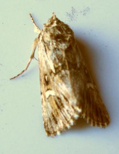 Calophasia lunula