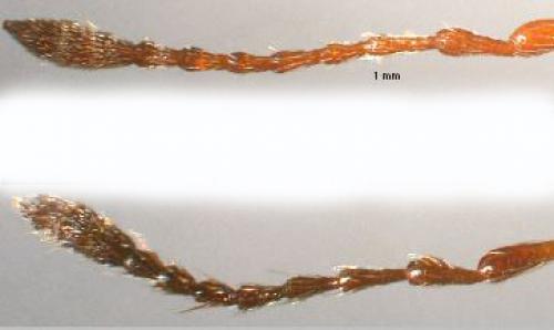 Réf. 107 196 : Polydrusus sp.