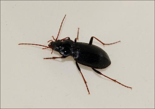 Réf. 107 302 : Nebria brevicollis