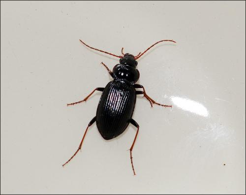 Nebria brevicollis