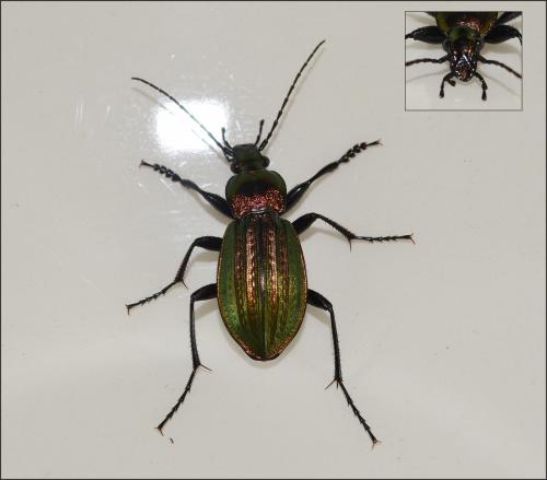 Carabus arvensis