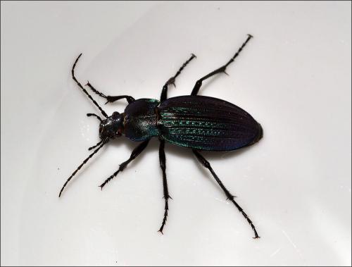 Carabus monilis