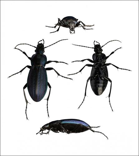 Carabus monilis