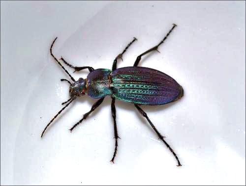 Carabus monilis
