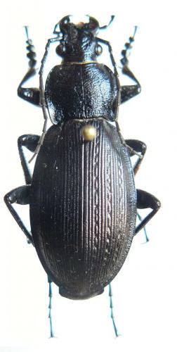 Carabus monilis