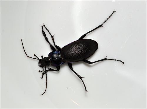 Réf. 107 331 : Carabus violaceus purpurascens