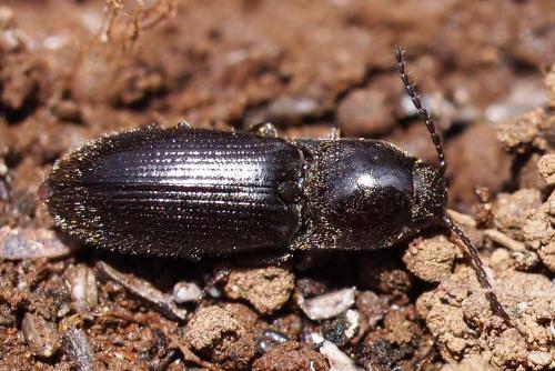 Cardiotarsus brunneicollis