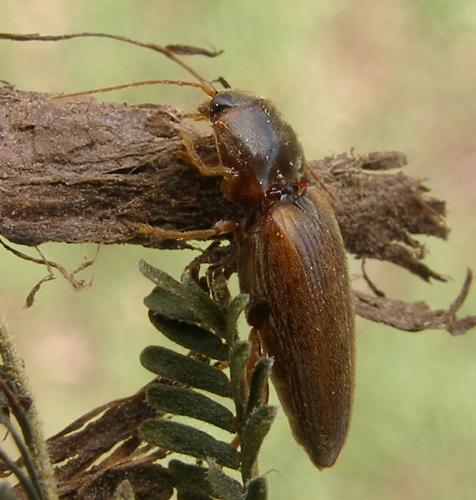 Réf. 107 990 : Cardiotarsus brunneicollis