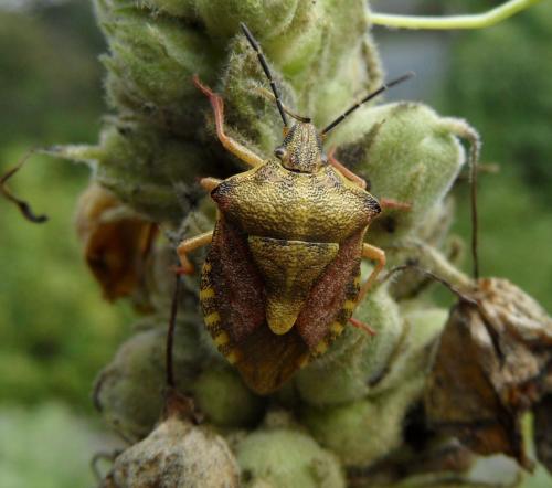 Carpocoris purpureipennis