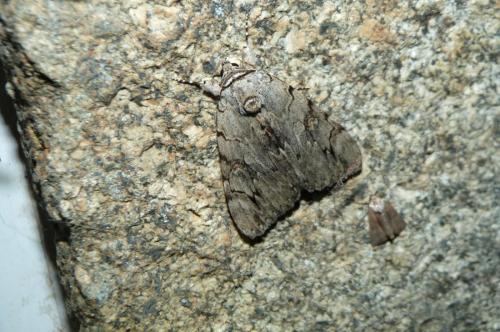 Réf. 107 628 : Catocala electa