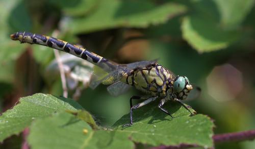 Onychogomphus forcipatus