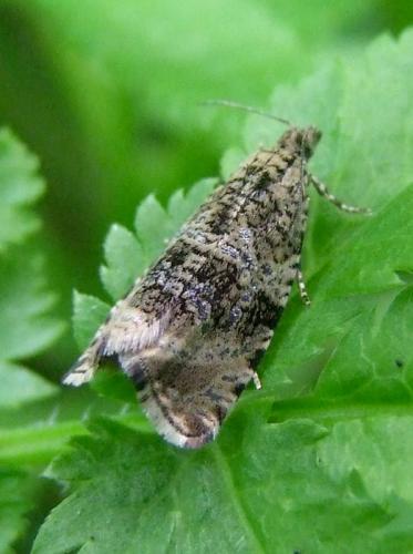 Celypha lacunana
