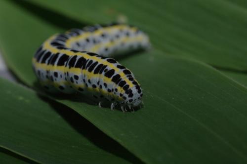Calophasia sp.
