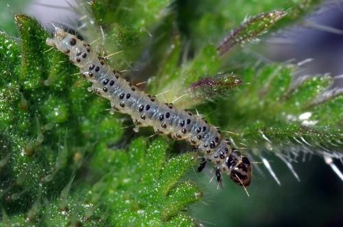 Anthophila fabriciana