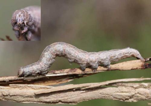 Réf. 107 904 : Dysgonia algira