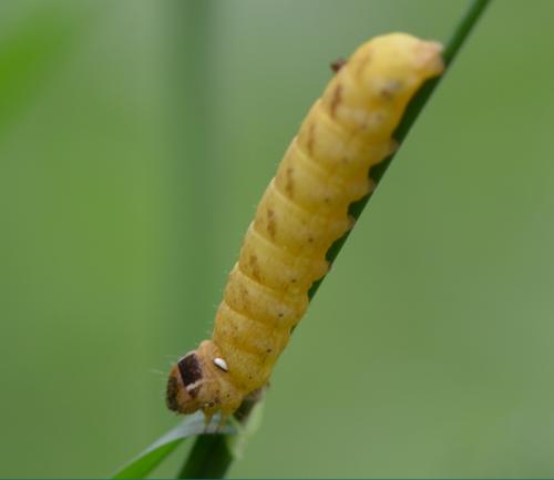 Agrochola sp.