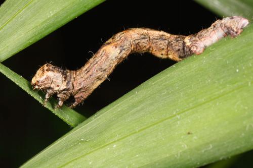 Ectropis crepuscularia
