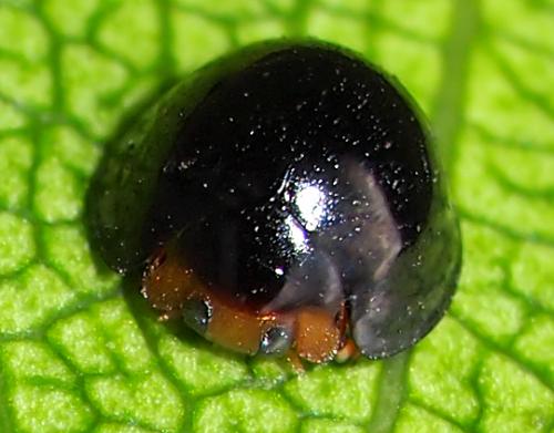 Réf. 107 184 : Chilocorus nigritus