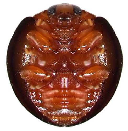 Réf. 107 185 : Chilocorus nigritus