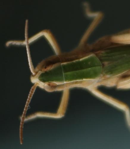 Chorthippus albomarginatus albomarginatus