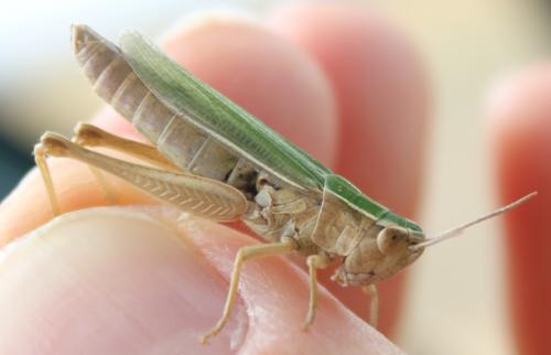 Chorthippus albomarginatus albomarginatus