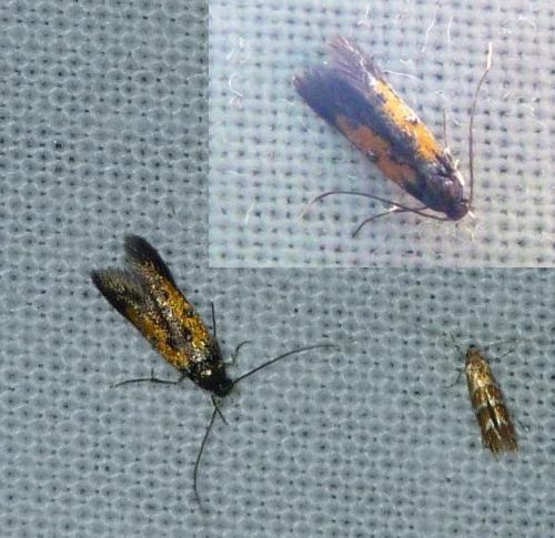 Chrysoclista linneella