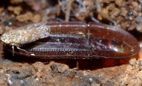 Orosius orientalis