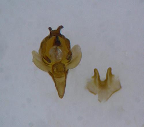 Réf. 107 647 : Cilix glaucata