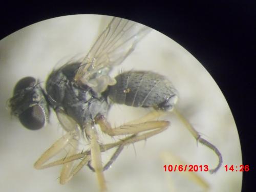 Coenosia sp.