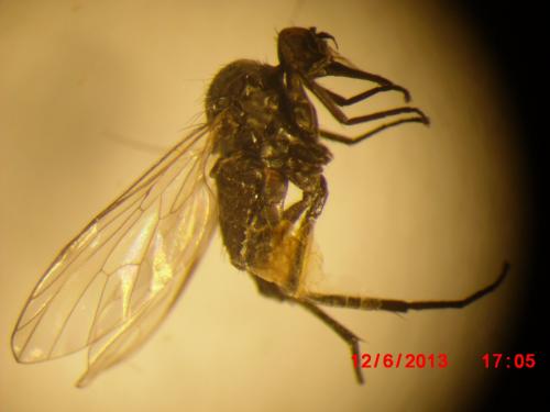 Hilara sp.