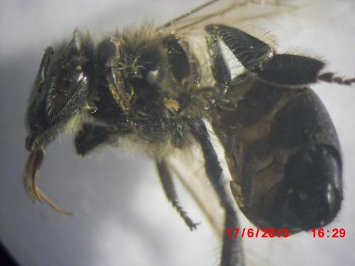 Apis mellifera