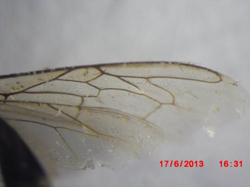 Apis mellifera