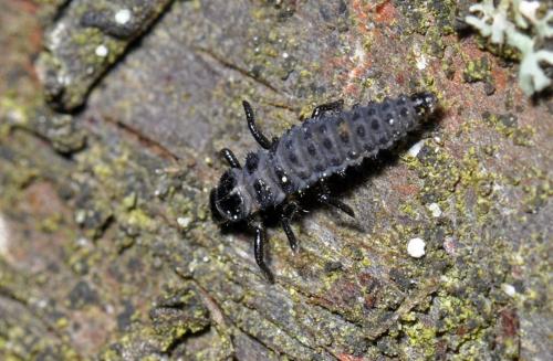 Réf. 107 620 : Adalia bipunctata bipunctata