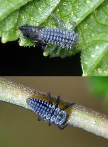 Réf. 107 624 : Harmonia quadripunctata