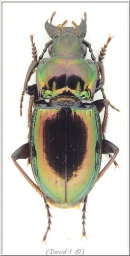 Pterostichus burmeisteri