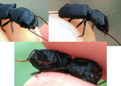 Dixus sp.