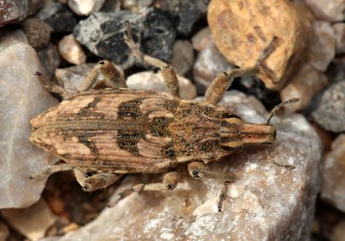 Réf. 107 595 : Coniocleonus excoriatus