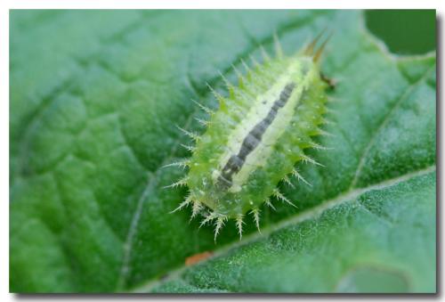 Réf. 107 555 : Cassida sp.