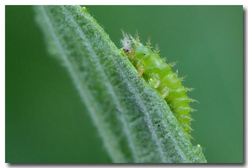 Cassida sp.