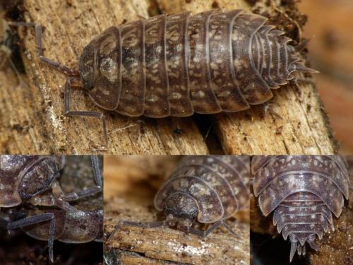 Tiroloscia exigua
