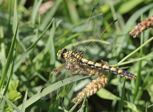 Réf. 107 159 : Onychogomphus forcipatus