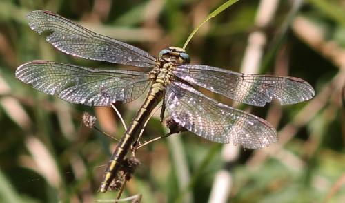 Gomphus sp.