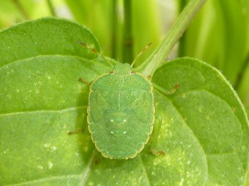 Palomena prasina