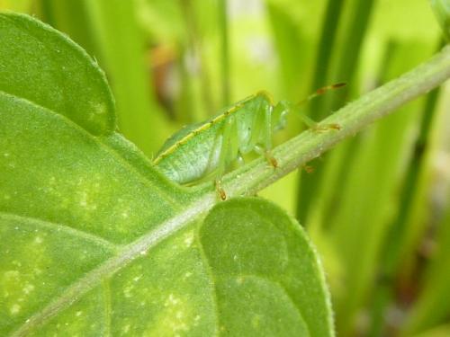 Palomena prasina
