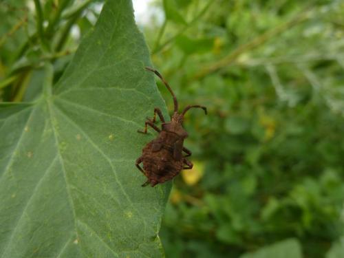 Coreus marginatus